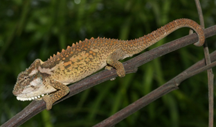 'Karkloof' chameleon